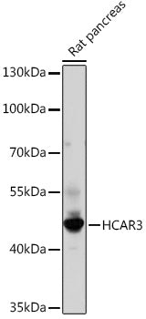 HCAR3 Rabbit pAb