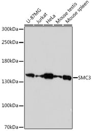 SMC3 Rabbit pAb