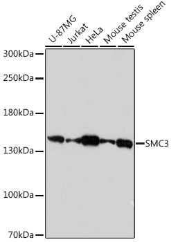 SMC3 Rabbit pAb