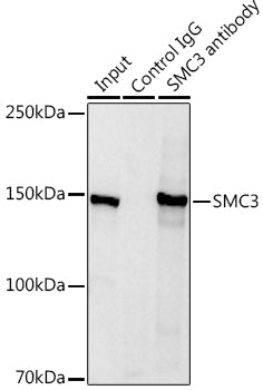 SMC3 Rabbit pAb
