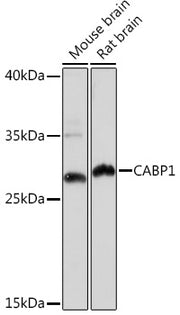 CABP1 Rabbit pAb