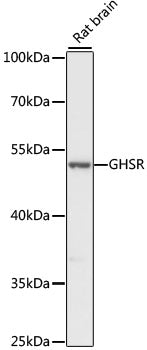 GHSR Rabbit pAb