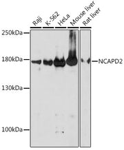 NCAPD2 Rabbit pAb