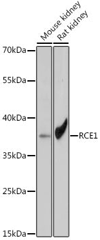 RCE1 Rabbit pAb