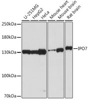 IPO7 Rabbit pAb