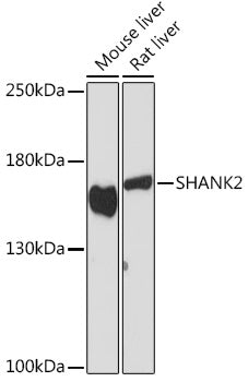 SHANK2 Rabbit pAb