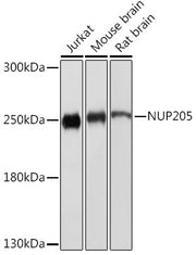 NUP205 Rabbit pAb