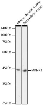 MKNK1 Rabbit pAb
