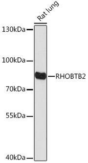 RHOBTB2 Rabbit pAb