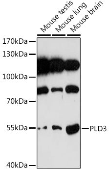 PLD3 Rabbit pAb