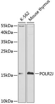 POLR2J Rabbit pAb