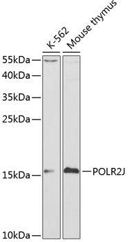 POLR2J Rabbit pAb