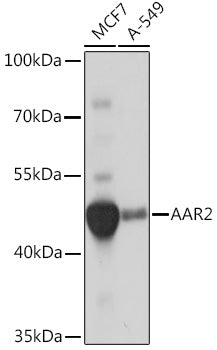 AAR2 Rabbit pAb