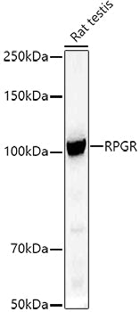 RPGR Rabbit pAb