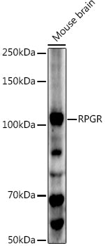 RPGR Rabbit pAb