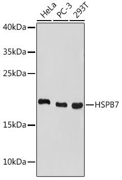 HSPB7 Rabbit pAb