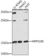 MRPS18C Rabbit pAb