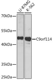 C9orf114 Rabbit pAb