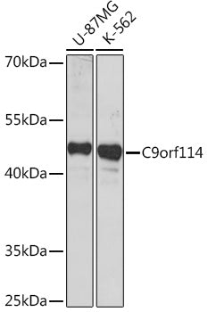 C9orf114 Rabbit pAb
