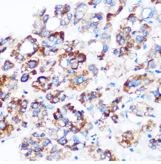 C9orf114 Rabbit pAb