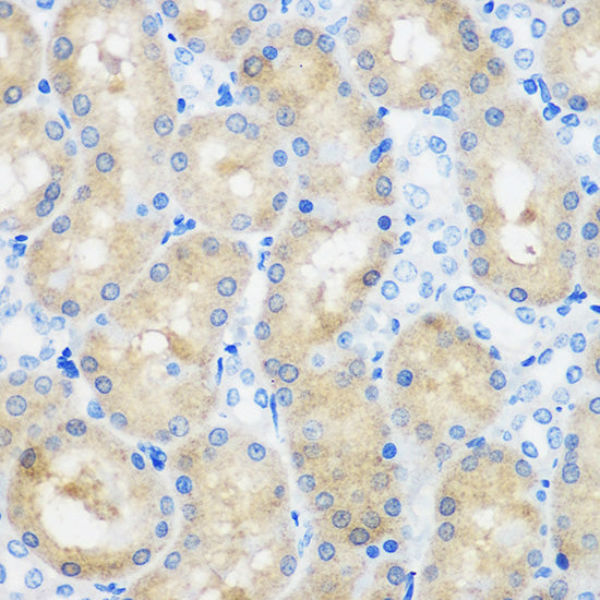 C9orf114 Rabbit pAb