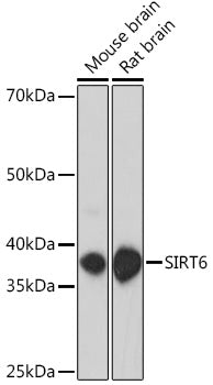 SIRT6 Rabbit pAb