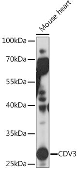 CDV3 Rabbit pAb