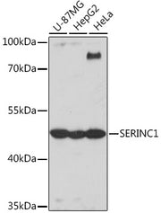 SERINC1 Rabbit pAb