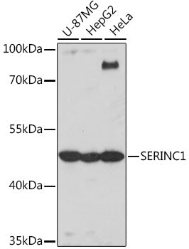 SERINC1 Rabbit pAb