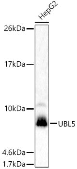 UBL5 Rabbit pAb