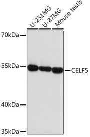 CELF5 Rabbit pAb