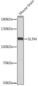 SLTM Rabbit pAb