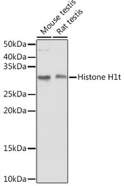 Histone H1t Rabbit pAb
