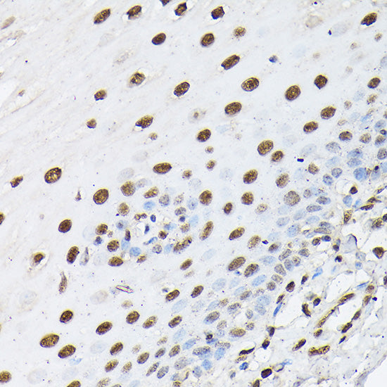 Histone H1t Rabbit pAb