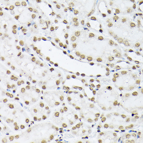 Histone H1t Rabbit pAb