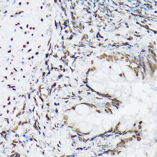 Histone H1t Rabbit pAb