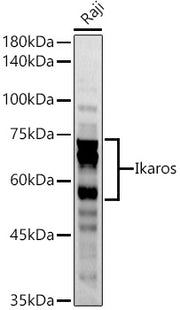 Ikaros Rabbit pAb