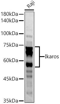 Ikaros Rabbit pAb