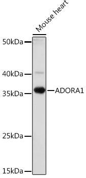 ADORA1 Rabbit pAb