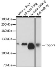 Topors Rabbit pAb