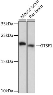 GTSF1 Rabbit pAb