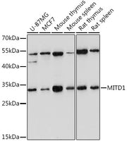 MITD1 Rabbit pAb