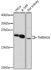 TMEM18 Rabbit pAb