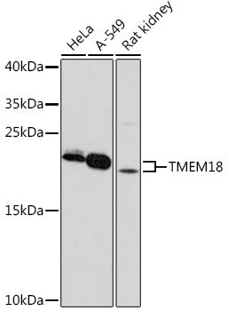 TMEM18 Rabbit pAb