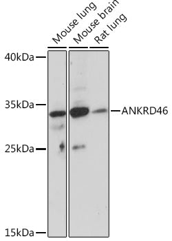 ANKRD46 Rabbit pAb