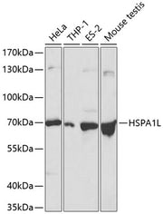 HSPA1L Rabbit pAb