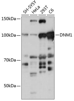 DNM1 Rabbit pAb