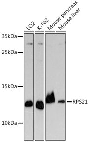 RPS21 Rabbit pAb
