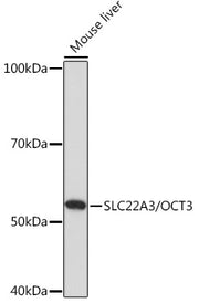 SLC22A3/OCT3 Rabbit pAb