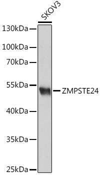 ZMPSTE24 Rabbit pAb